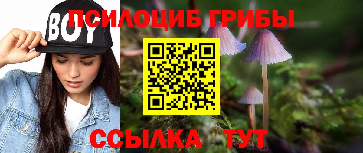 Псилоцибиновые грибы Psilocybe  Волгоград 